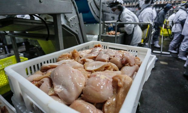 Gripe aviária: mais sete países retiram restrições ao frango do Brasil