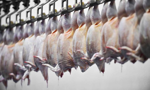 Gripe aviária: veja quem ainda barra a carne de frango do Brasil