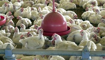 Preço da carne de frango perde força em abril, diz Cepea/USP