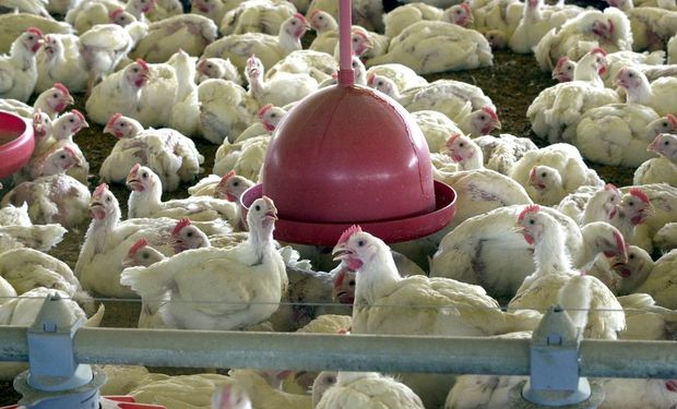 OMSdiz que há apenas três casos de gripe aviária identificados em humanos até agora e todos na China. (foto - Agência Brasil)