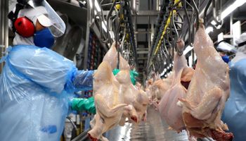 Brasil começa a contar 28 dias para declarar-se "livre de gripe aviária"