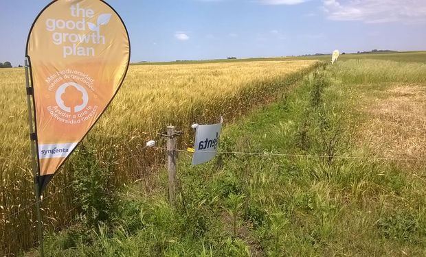 Se desarrolló un protocolo para que los productores puedan implementarlo junto a sus cultivos.