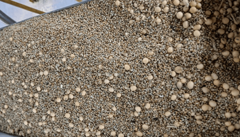 Fraude em carga de soja é descoberta no Porto de Paranaguá