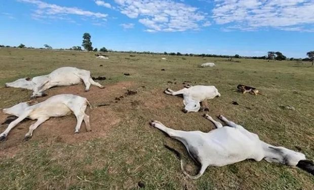 El frio extremo provoca la muerte de más de 1.500 bovinos en Mato Grosso do Sul