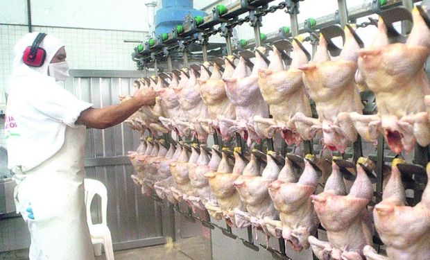 El precio del pollo bajó el 4,6% en mayo y la producción aumentó el 6%, lo que genera una sobreoferta en el mercado interno.