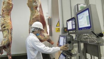 Argentina volverá a tener datos confiables del sector ganadero