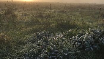Alerta del SMN: doce provincias registraron temperaturas bajo cero 