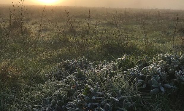 Alerta del SMN: doce provincias registraron temperaturas bajo cero 