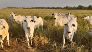 Frísia, tradicional no leite, entra na pecuária de corte