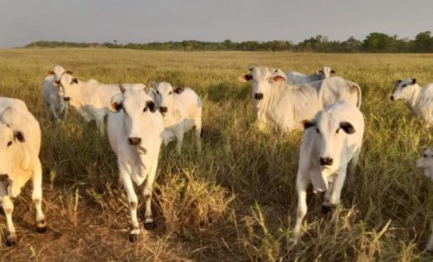 Resultado foi sustentado pela safra recorde e pelo crescimento da produção agropecuária. (foto - Frisia)