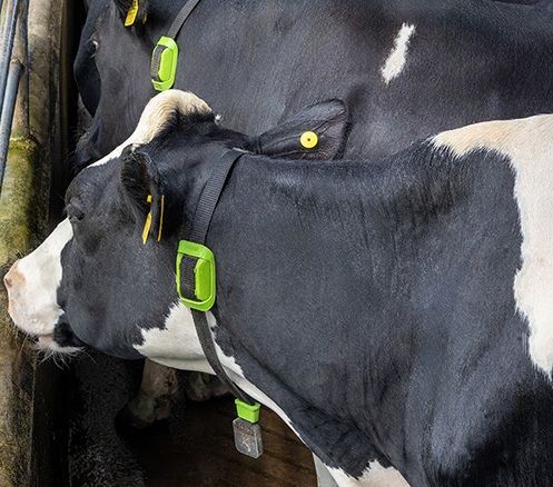 Vaca leiteira usando colar eletrônico de monitoramento por inteligência artificial em propriedade da Frísia.2
