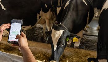 Olho digital no rebanho: Frísia monitora 23,5 mil vacas com inteligência artificial