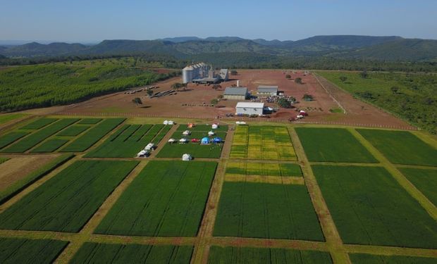 Cooperativa estima uma área total de 50 mil hectares, sendo 35 mil de soja e 15 mil da safrinha de milho. (foto - Frísia/divulgação)