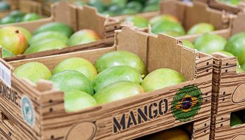 Setor de frutas quebra recorde em faturamento com exportações em 2023