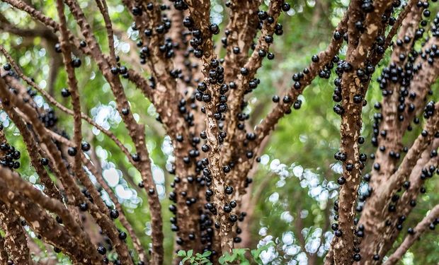 O Brasil poderia "lançar" ao mercado uma nova fruta nativa por ano pelos próximos cinco séculos. (foto - divulgação)