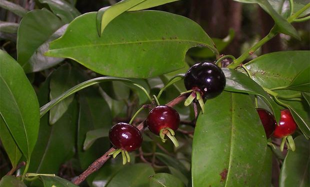 A estimativa indica, ao menos, 500 espécies de frutos comestíveis “ocultas” em matas, cerrados, caatingas, zonas alagadas e pampas do Brasil.