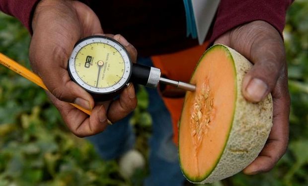 Mejoramiento genético: aseguran que en Argentina no hay frutas ni frutos transgénicos