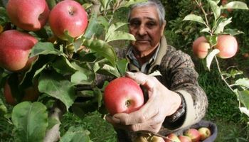 Peras y manzanas: comenzó la cosecha y el sector advierte que se agudiza la crisis