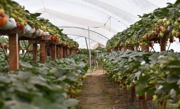 Se realiza en altura para facilitar el trabajo de los cosecheros, aumenta la cantidad de plantines y disminuye los problemas sanitarios.