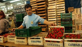Santa Fe: importaciones de frutillas y zanahorias golpean a las economías regionales