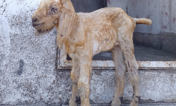 "Es lo más triste": el duro relato de un productor cordobés sobre el fuego y la opción con animales que plantea para evitarlo