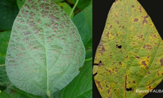 Síntoma típico del Tizón Morado (izquierda) vs. nuevos síntomas de Cercospora spp. (derecha). Fotos: Gentileza de los investigadores.