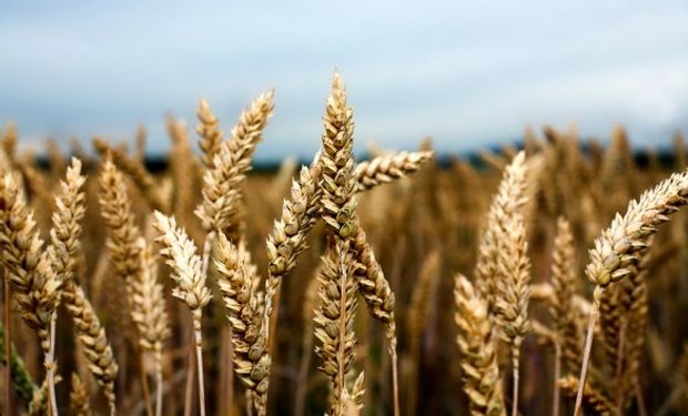 De acuerdo a estimaciones de las propias Bolsas, entre el 2008 y el 2014 la cadena de valor del trigo ha visto reducir su aporte al PBI del 2,5% al 1,9%.