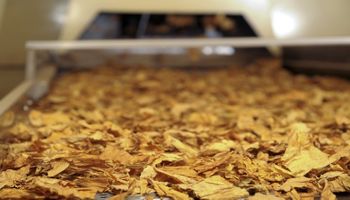 Tarifas de Trump devem afetar tabaco brasileiro só em 2026