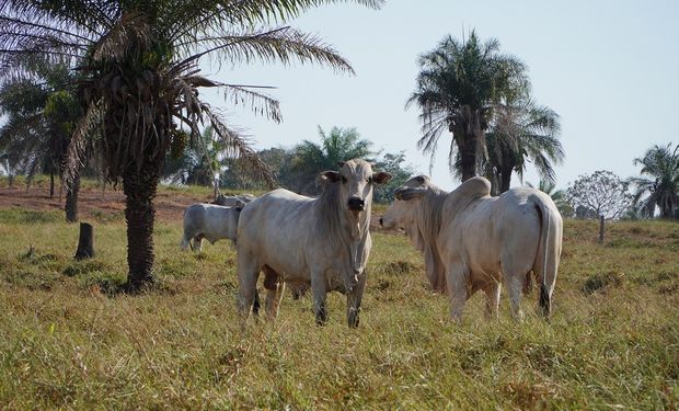 Pasto Forte avalia sistemas produtivos nos biomas do Cerrado, Pantanal e Amazônico. (fotos - Fundação MT)