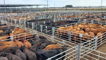 Tras meses de subas, los precios del ganado caen en un momento inesperado