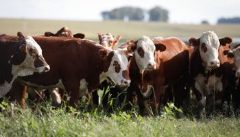 Fungo "assassino" elimina até 100% dos carrapatos em bovinos, diz agtech