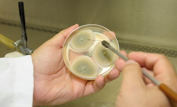 Como os fungos podem controlar pragas e doenças na agricultura