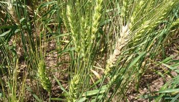 Trigo: alerta por riesgo de fusariosis de la espiga 