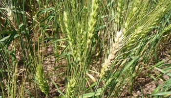 Entre Ríos: fusariosis de la espiga y roya del tallo alarman al trigo