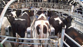 Preparan contratos a futuro para leche
