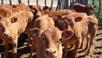 Comienza a operar el mercado de futuros de la carne en el Rofex