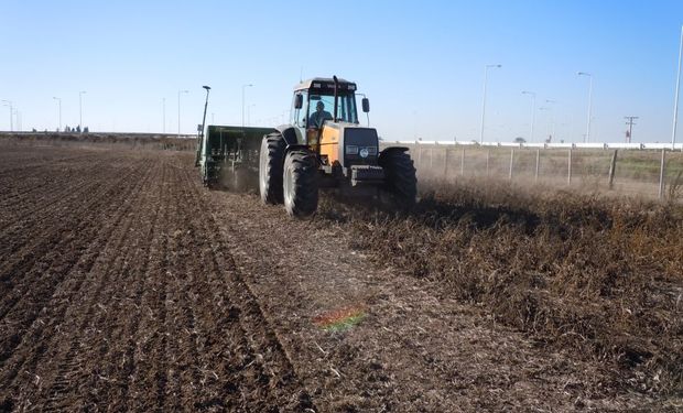 La plantación de trigo de invierno bajaría en 1,9 millones de acres respecto al año pasado, pero la del trigo de primavera debería subir.