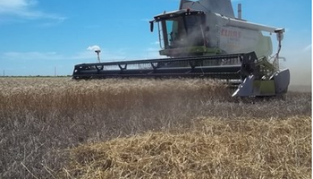 Trigo: se recolectó más de la mitad del área implantada