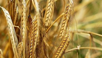 Avances en la devolución de las retenciones al trigo