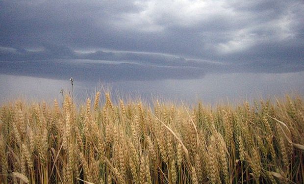 La caída del precio del cereal, las retenciones y la inflación impactan en la ecuación económica del productor de trigo argentino.