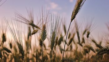 Buenos Aires: declaran emergencia agropecuaria por sequía
