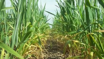 Santa Fe: disponibilidad de agua útil garantizada hasta la primavera