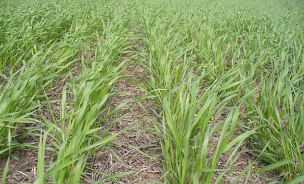 Elección de variedades, análisis de semillas y enfermedades recurrentes: 5 consejos para el manejo de trigo y cebada