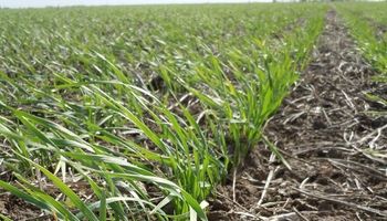 A pesar de la escasa lluvia, la sequía afecta al trigo y otros cultivos de invierno