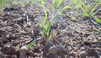 Santa Fe: el clima permitió un gran desarrollo del trigo pero complica al maíz 