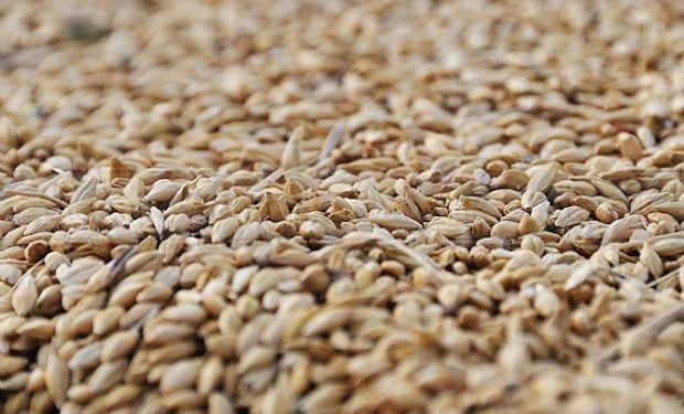 Crearon dos variedades de trigo y aguardan la aprobación del INASE