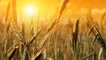 Trigo: fuertes subas en CBOT