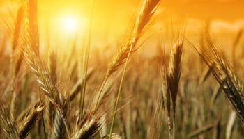 Brasil importará más trigo