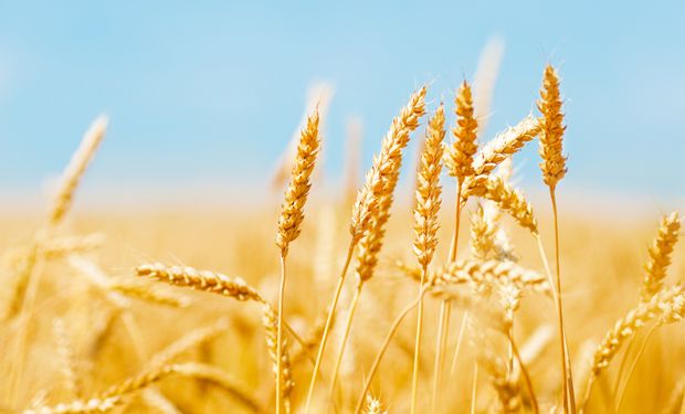 El trigo sorprendió y subió 5% en Chicago por compras técnicas y por los temores de que Rusia recorte las exportaciones de este cereal