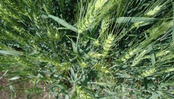 El trigo despide la década triplicando las hectáreas implantadas